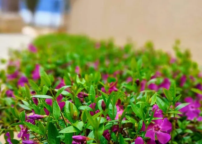 Апартаменты Benaco *